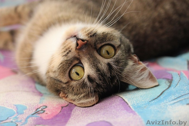 Девочка-кошка бесплатно в добрые руки! - Изображение #1, Объявление #1293604