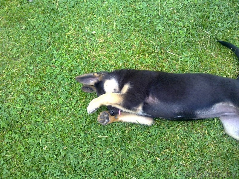 Щенок ищет хозяина!!!!!!! - Изображение #1, Объявление #1293251