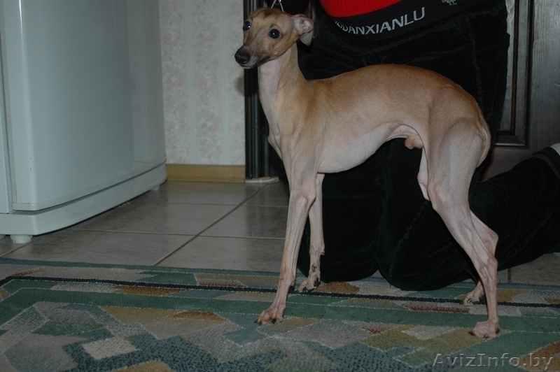 Вязка собак кобель левретки(итальянской борзой) - Изображение #1, Объявление #1295047