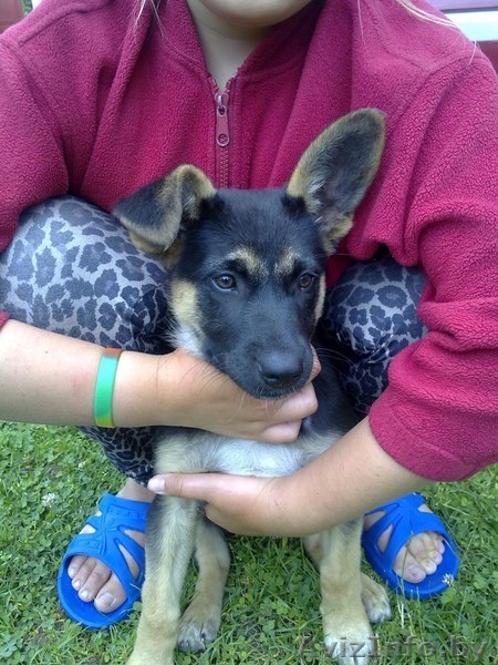 Щенок ищет хозяина!!!!!!! - Изображение #2, Объявление #1293251