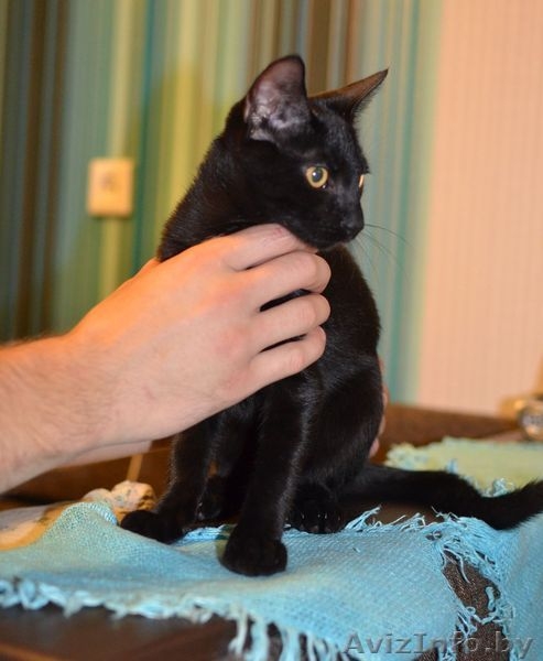 Срочно отдам в добрые руки потрясающего котенка.  - Изображение #1, Объявление #1301640