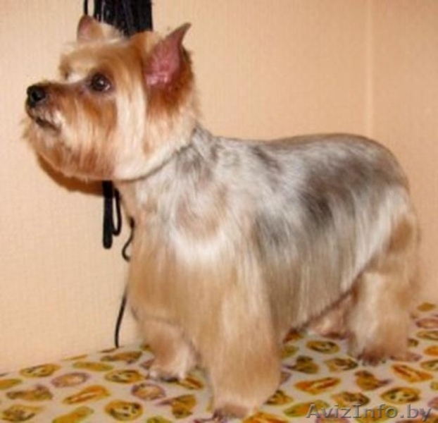 Стрижка собак и котов на дому. - Изображение #1, Объявление #1299344