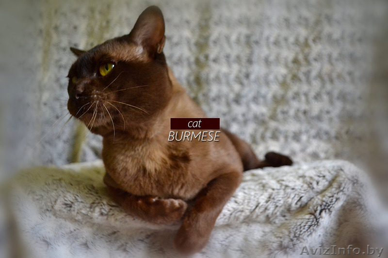 Чистопородные котята Бурма - Изображение #5, Объявление #1296652