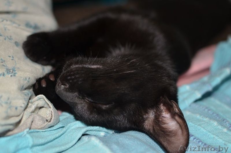 Срочно отдам в добрые руки потрясающего котенка.  - Изображение #4, Объявление #1301640