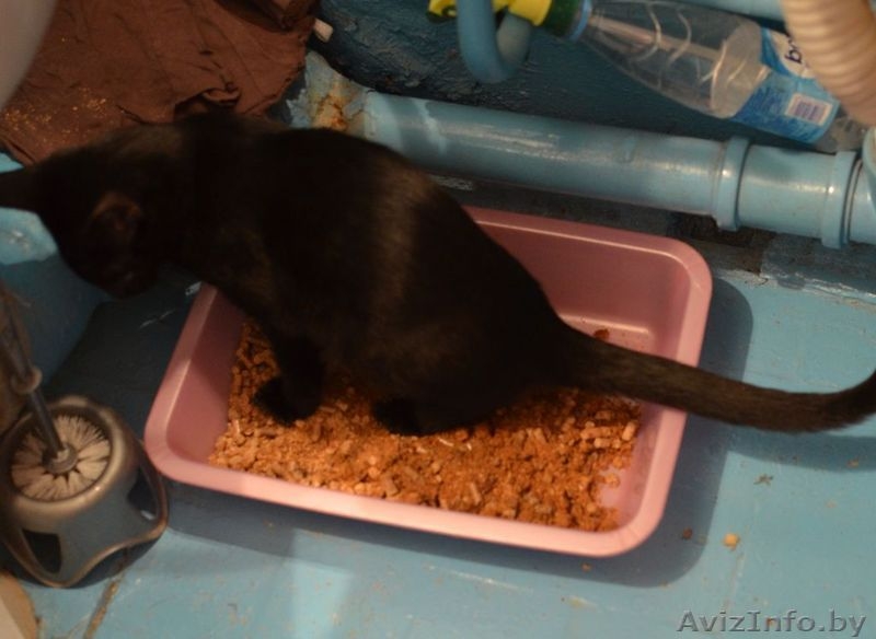 Срочно отдам в добрые руки потрясающего котенка.  - Изображение #5, Объявление #1301640