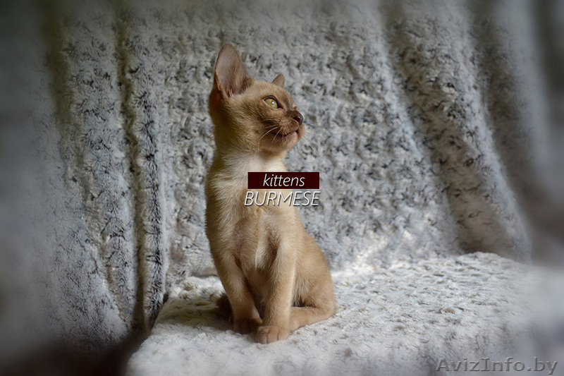 Чистопородные котята Бурма - Изображение #2, Объявление #1296652