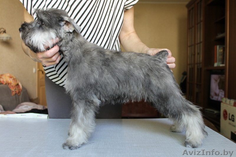 Щенок цвергшнауцера недорого - Изображение #3, Объявление #1296681