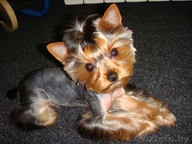 Стрижка собак и котов на дому. - Изображение #2, Объявление #1299344