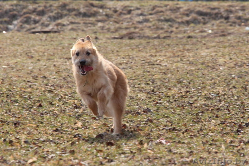 Рыжее счастье в подарок!  - Изображение #2, Объявление #1307606