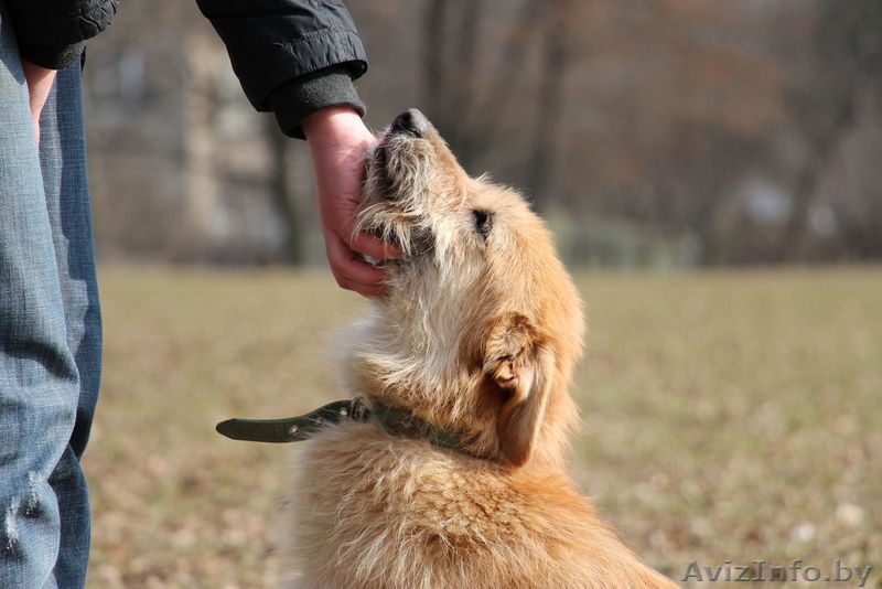 Рыжее счастье в подарок!  - Изображение #1, Объявление #1307606