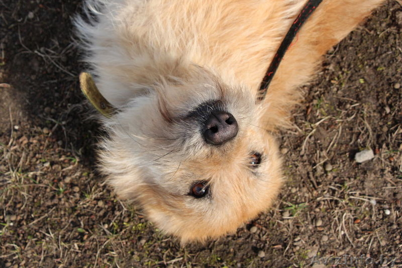 Рыжее счастье в подарок!  - Изображение #4, Объявление #1307606