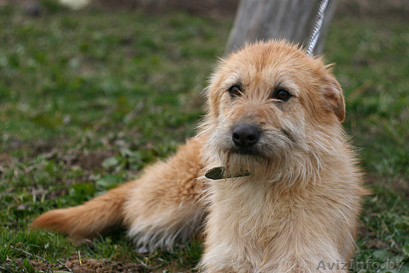 Рыжее счастье в подарок!  - Изображение #5, Объявление #1307606