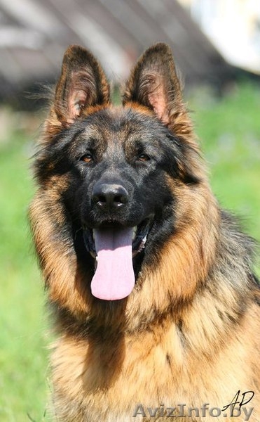 Щенки немецкой овчарки. Длинношерстный и стандарт! - Изображение #2, Объявление #1301886