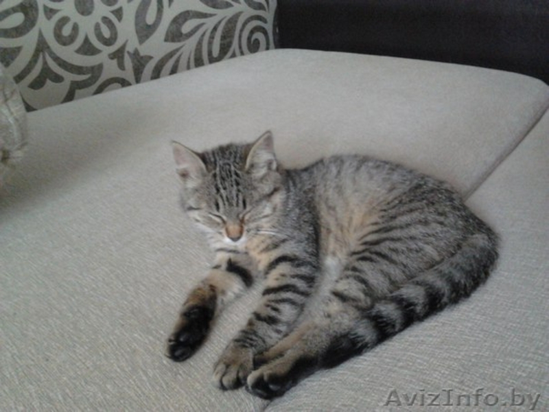 Кошечка ищет хозяев! - Изображение #1, Объявление #1297027