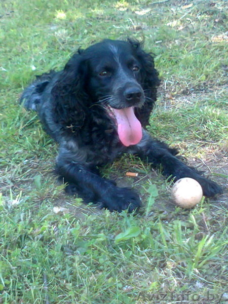 Русский охотничий спаниель щенок - Изображение #2, Объявление #1301485