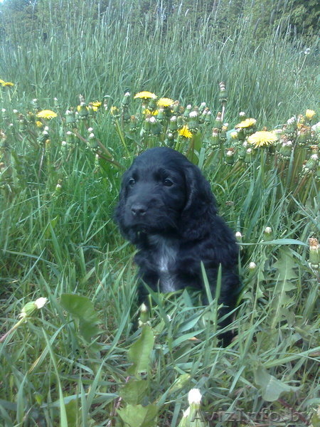 Русский охотничий спаниель щенок - Изображение #3, Объявление #1301485