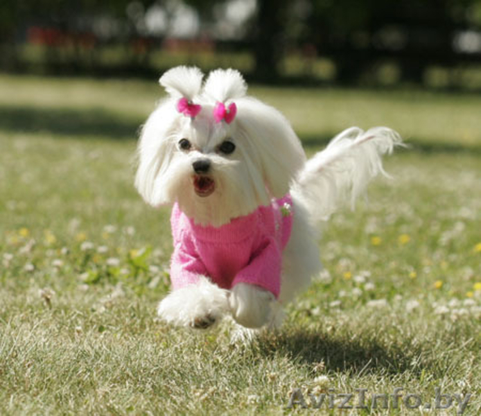 Стрижка собак и котов на дому. - Изображение #10, Объявление #1299344