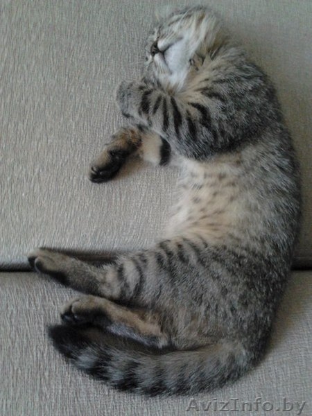 Кошечка ищет хозяев! - Изображение #2, Объявление #1297027