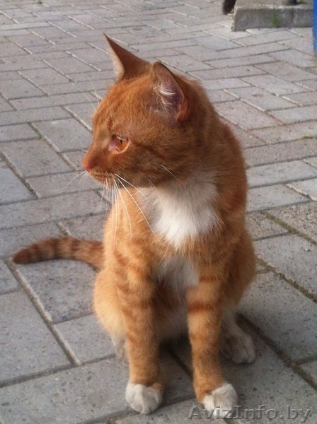 ПОМОГИТЕ!!!!!!!!!!!!! - Изображение #2, Объявление #1300765