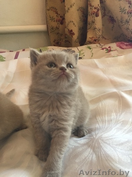 Питомник элитных британских и шотландских кошек.Вязка. - Изображение #3, Объявление #1301221