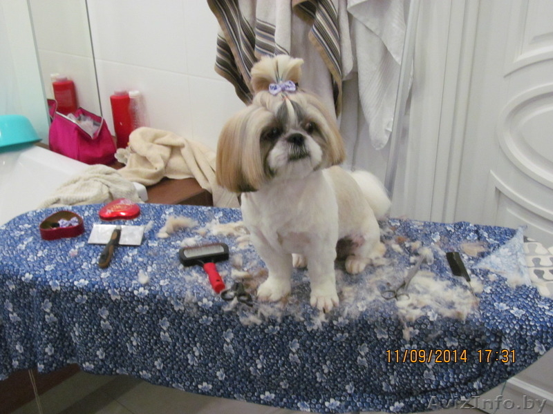 Стрижка собак и котов на дому. - Изображение #3, Объявление #1299344