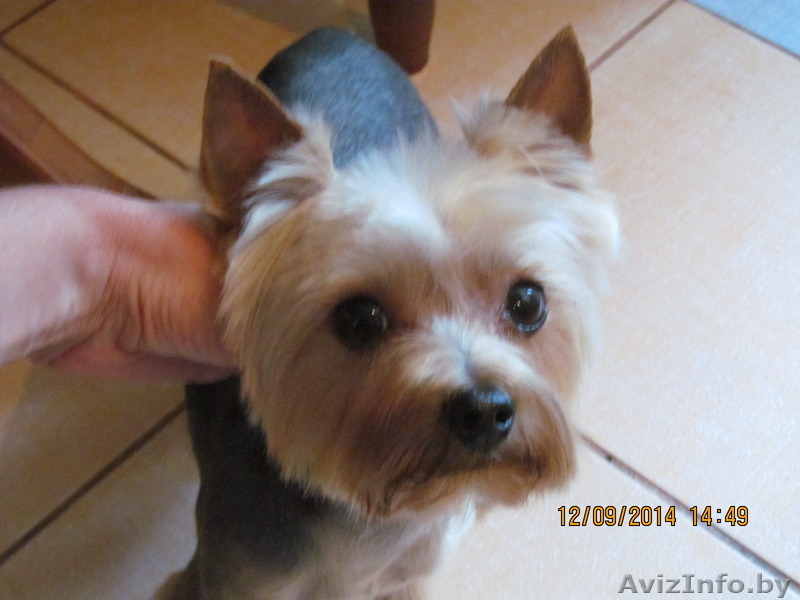 Стрижка собак и котов на дому. - Изображение #5, Объявление #1299344