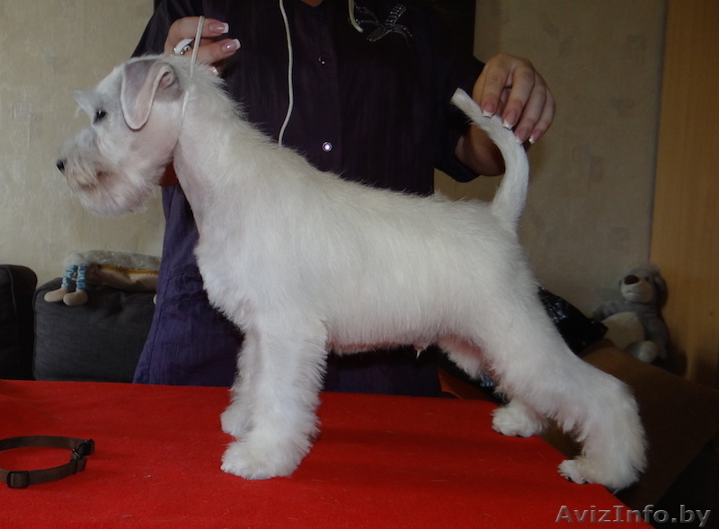 Щенки цвергшнауцера - настоящие друзья для всей семьи - Изображение #2, Объявление #1307387