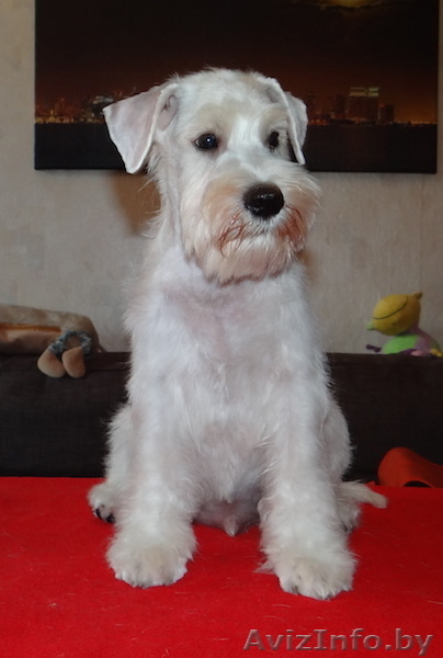 Щенки цвергшнауцера - настоящие друзья для всей семьи - Изображение #3, Объявление #1307387