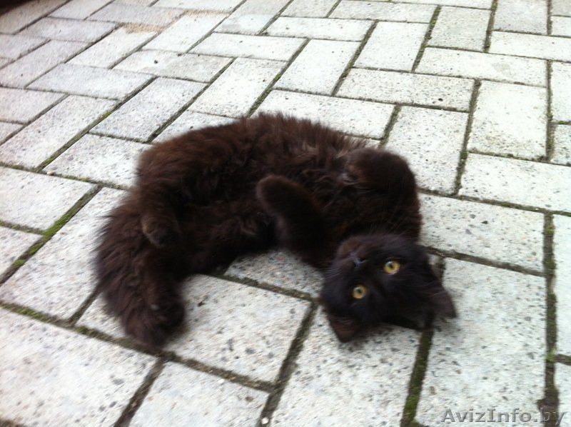 ПОМОГИТЕ!!!!!!!!!!!!! - Изображение #3, Объявление #1300765