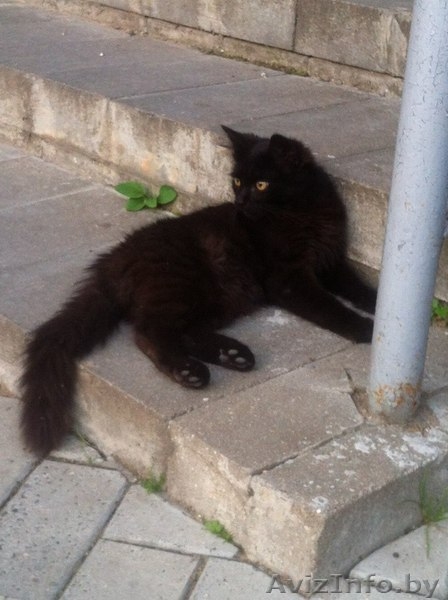 ПОМОГИТЕ!!!!!!!!!!!!! - Изображение #4, Объявление #1300765