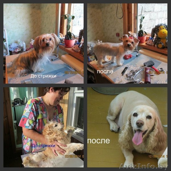 Стрижка собак и котов на дому. - Изображение #9, Объявление #1299344