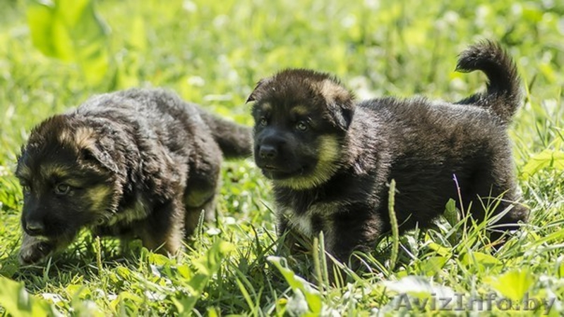 Щенки немецкой овчарки. Длинношерстный и стандарт! - Изображение #1, Объявление #1301886