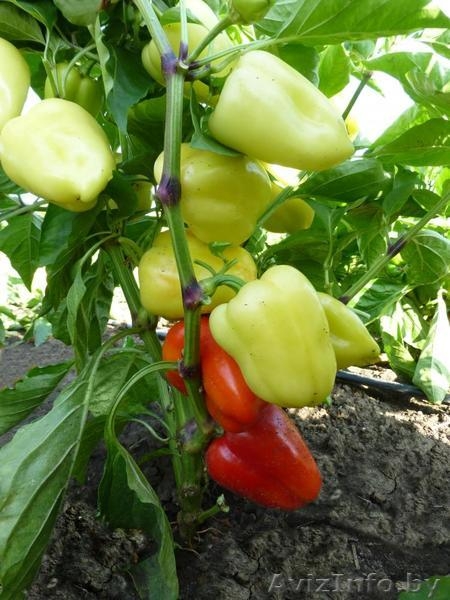 Семена сладкого перца YANIKA F1 / ЯНИКА F1 фирмы Китано - Изображение #3, Объявление #1296806