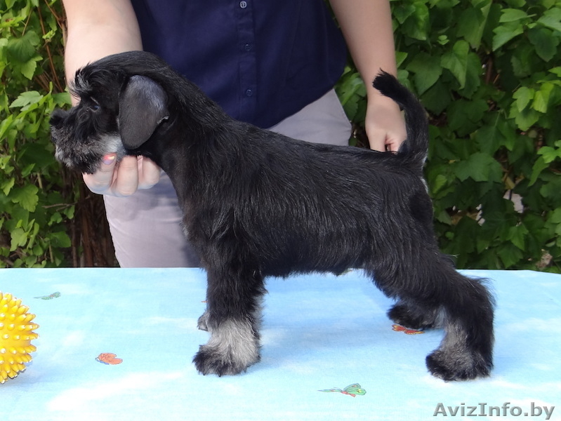 Щенки цвергшнауцера - настоящие друзья для всей семьи - Изображение #1, Объявление #1307387