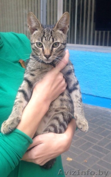 Найден кот-потеряшка - Изображение #1, Объявление #1315222