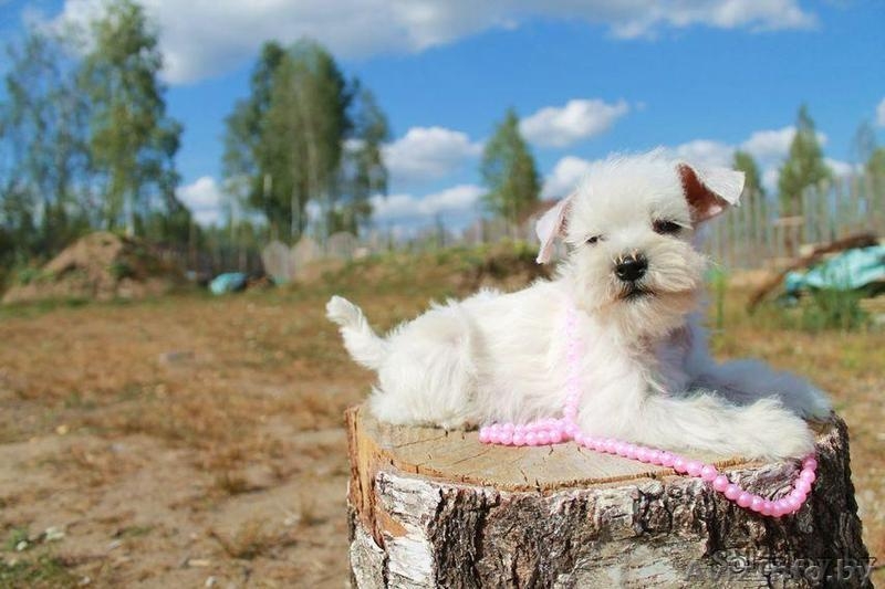 Хотите купить щенка цвергшнауцера? Приглашаем к нам! - Изображение #2, Объявление #1308375