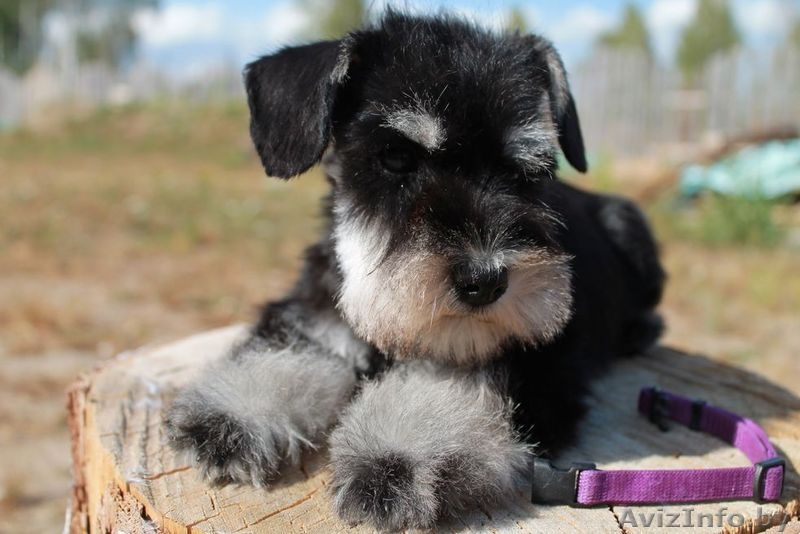 Щенки цвергшнауцера для вас из питомника - Изображение #1, Объявление #1308382