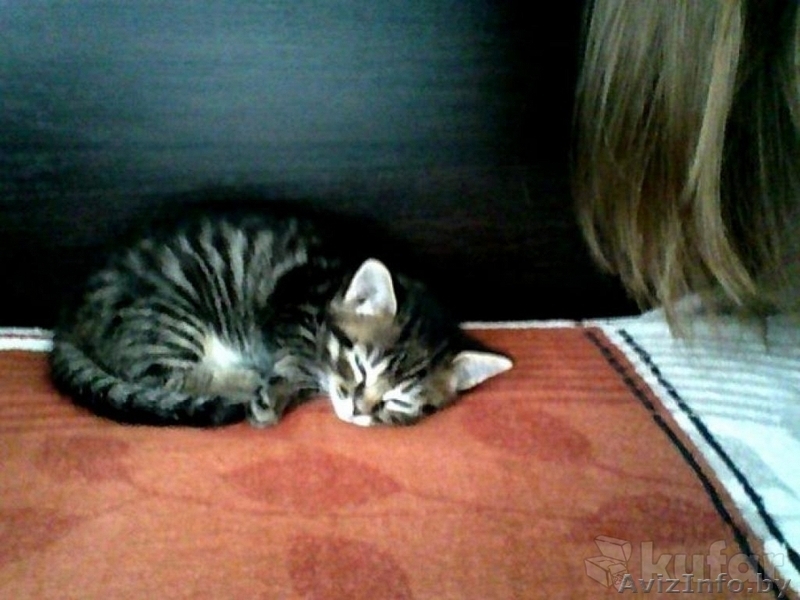 Ласковый котенок (мальчик) в дар - Изображение #2, Объявление #1315145