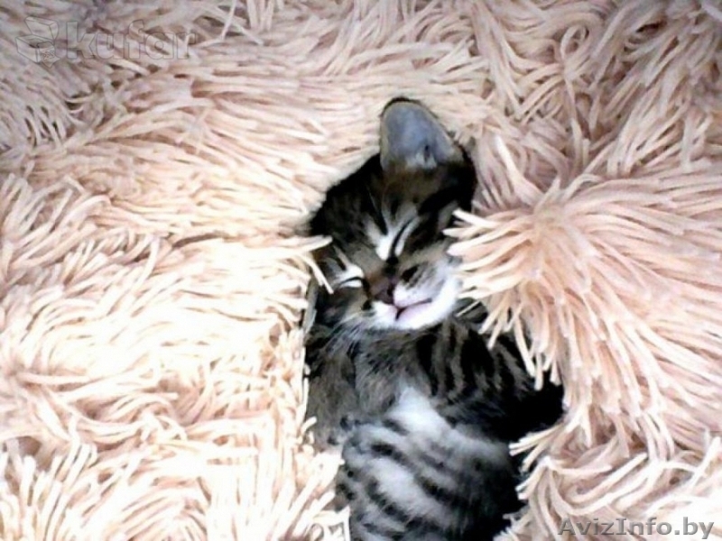 Ласковый котенок (мальчик) в дар - Изображение #4, Объявление #1315145