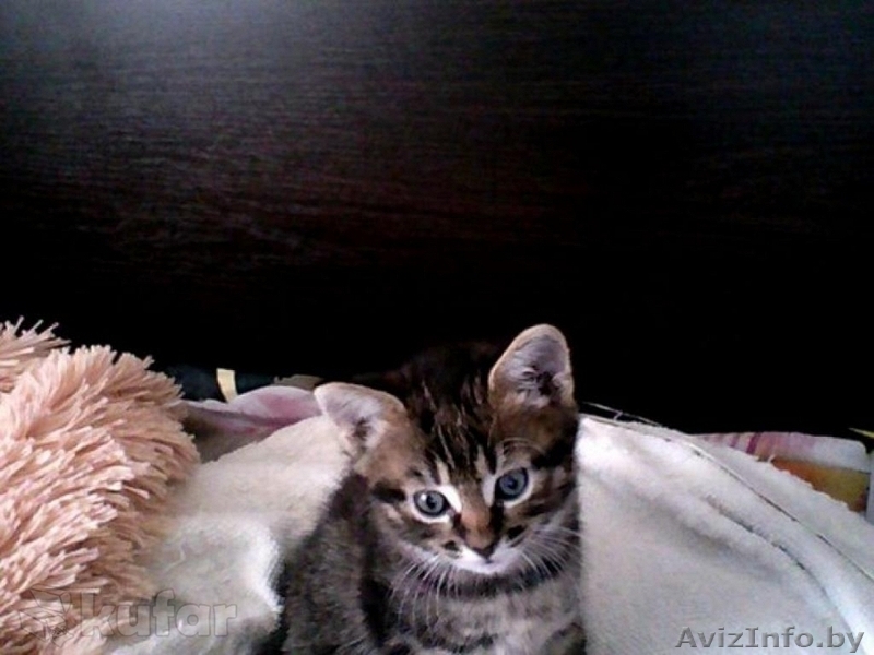 Ласковый котенок (мальчик) в дар - Изображение #3, Объявление #1315145