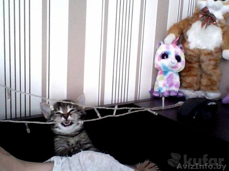 Ласковый котенок (мальчик) в дар - Изображение #6, Объявление #1315145