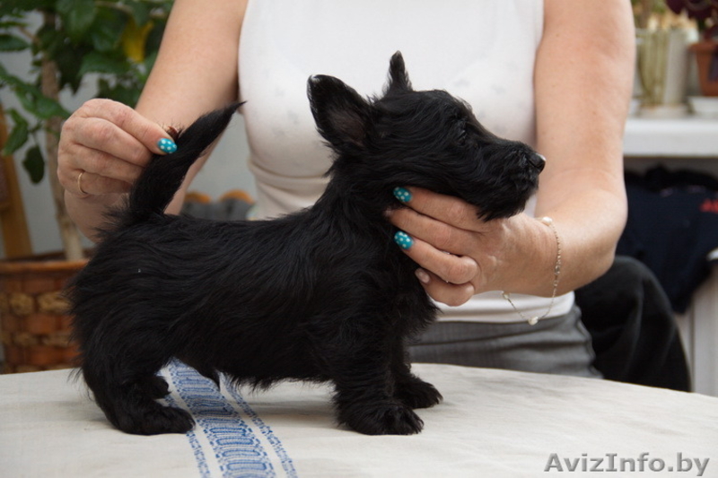 3 кобеля Скотч-Терьера, малыши-карандаши - Изображение #1, Объявление #1313235