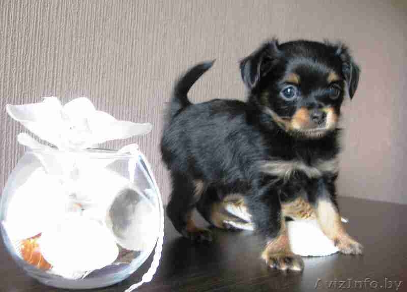 Чудо щеночки Русского длинношерстного Той-терьера - Изображение #2, Объявление #1313216