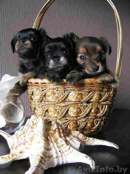 Чудо щеночки Русского длинношерстного Той-терьера - Изображение #1, Объявление #1313216