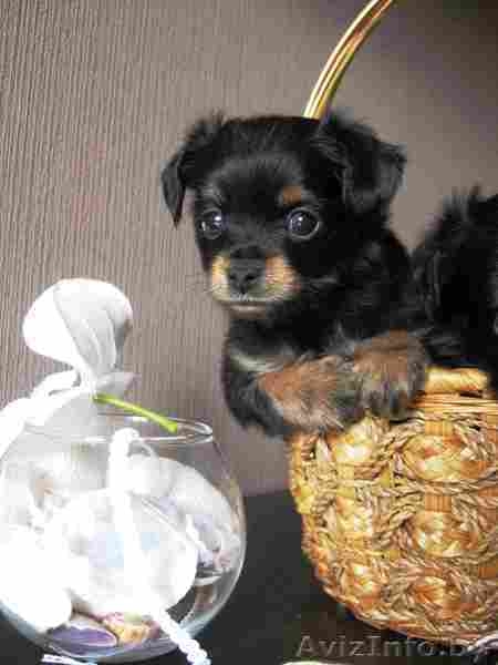 Чудо щеночки Русского длинношерстного Той-терьера - Изображение #3, Объявление #1313216