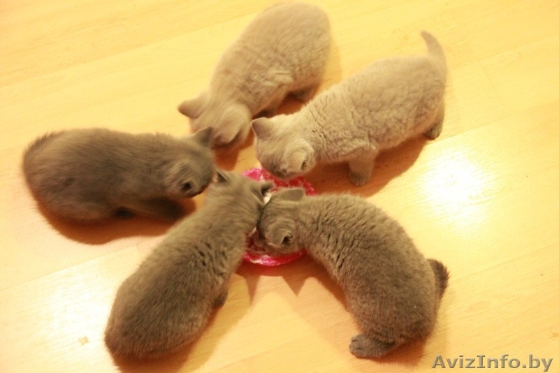 Британские  короткошерстные плюшевые котята - Изображение #5, Объявление #1309548