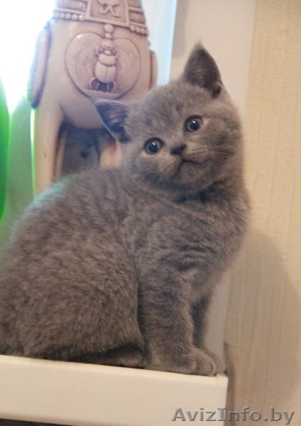 Британские  короткошерстные плюшевые котята - Изображение #6, Объявление #1309548