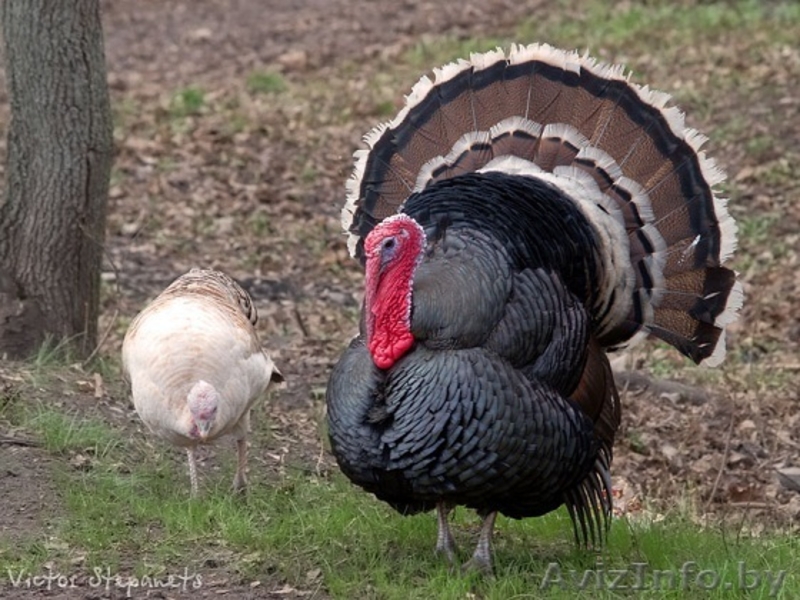 Продаётся мясо индейки (тушка от 5кг до 20кг)-100000 за кг и цыплят бройлерных - Изображение #2, Объявление #1309757