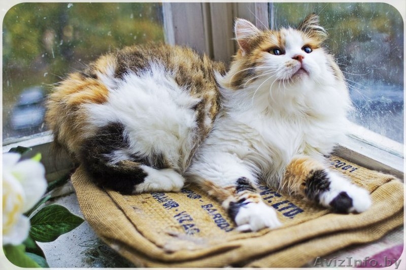 Миди – круче любого плюшевого медведя! - Изображение #3, Объявление #1316457