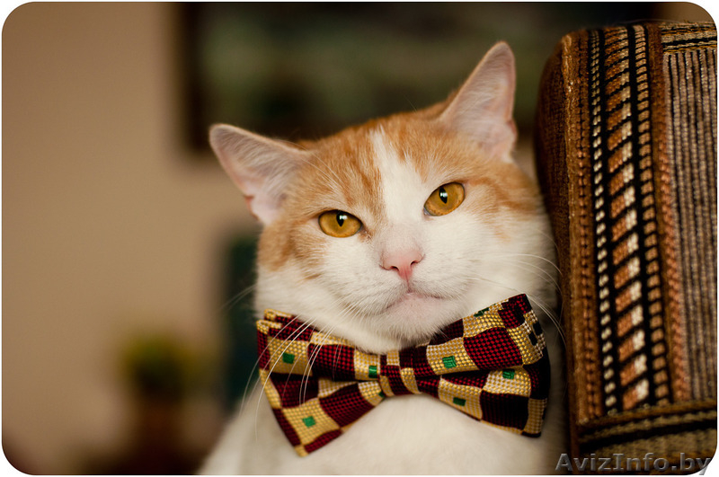 Кот Робин - потому что я красавчик! - Изображение #1, Объявление #1311079